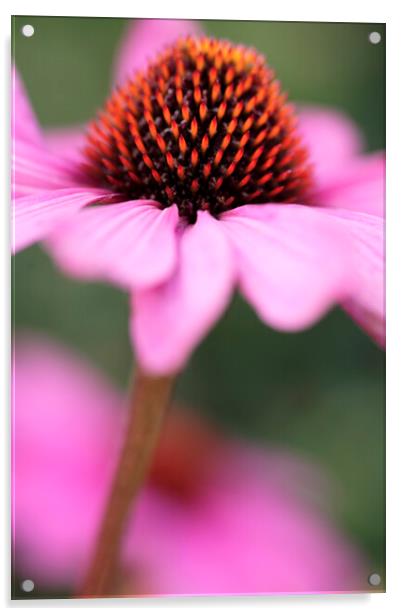 Coneflower Echinacea Flower Acrylic by Neil Overy