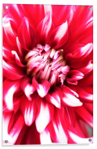 PInk and Red Dahlia Flower Acrylic by Neil Overy