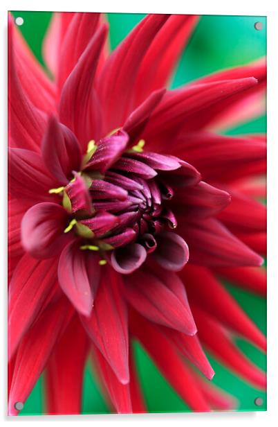 Red Dahlia Flower Petals Acrylic by Neil Overy