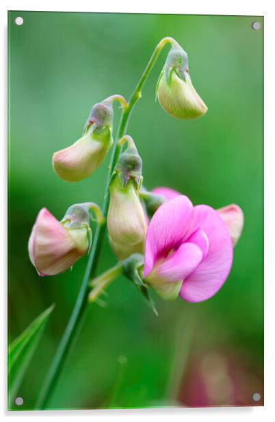 Pink Sweet Pea Flower 1 Acrylic by Neil Overy