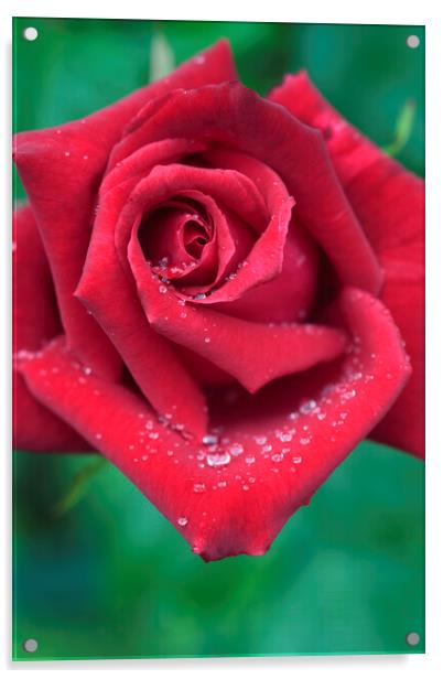 Red Rose with Dew Drops Acrylic by Neil Overy