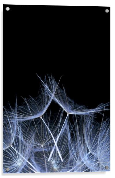 Dandelion Seed Head Macro  Acrylic by Neil Overy