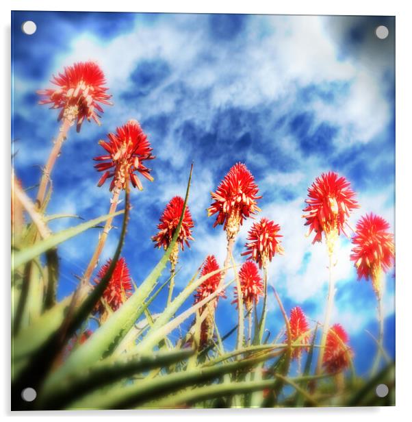 Flowering Red Aloes Acrylic by Neil Overy
