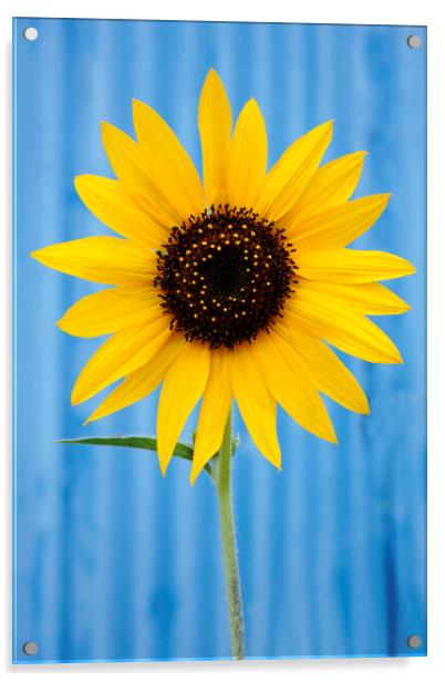 Sunflower against a blue background Acrylic by Neil Overy