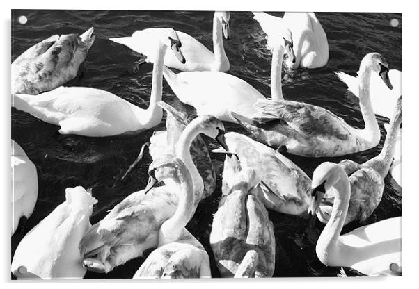 Swans-a-Swimming Acrylic by David Gardener