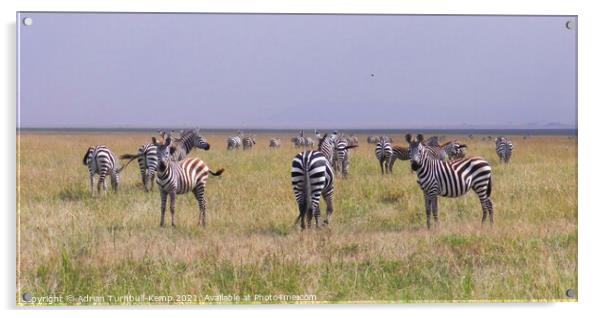 A herd of wandering Grant's zebra  Acrylic by Adrian Turnbull-Kemp