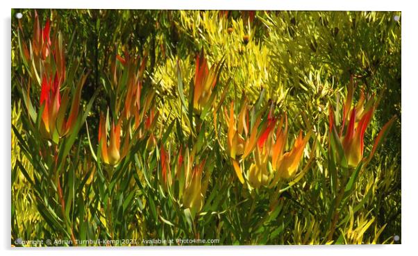 Flaming shrub Acrylic by Adrian Turnbull-Kemp