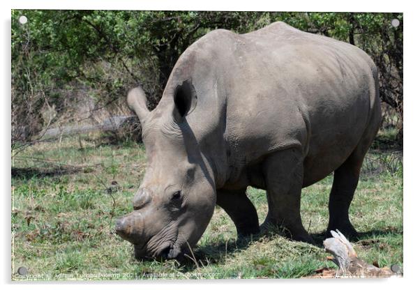 Grazing white rhinoceros Acrylic by Adrian Turnbull-Kemp