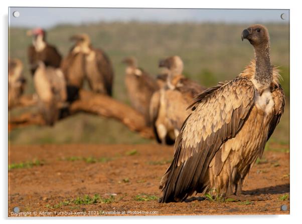Vultures' waiting room Acrylic by Adrian Turnbull-Kemp