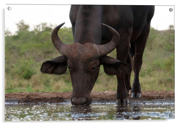 African savanna buffalo at Tamboti Hide Acrylic by Adrian Turnbull-Kemp