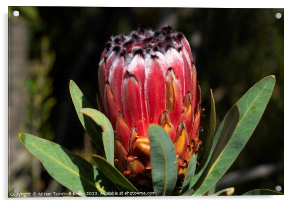 Splendid protea Acrylic by Adrian Turnbull-Kemp