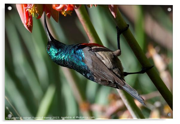 Greater double-collared male sunbird (Cinnyrs afer Acrylic by Adrian Turnbull-Kemp