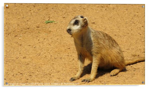 Observant suricate Acrylic by Adrian Turnbull-Kemp