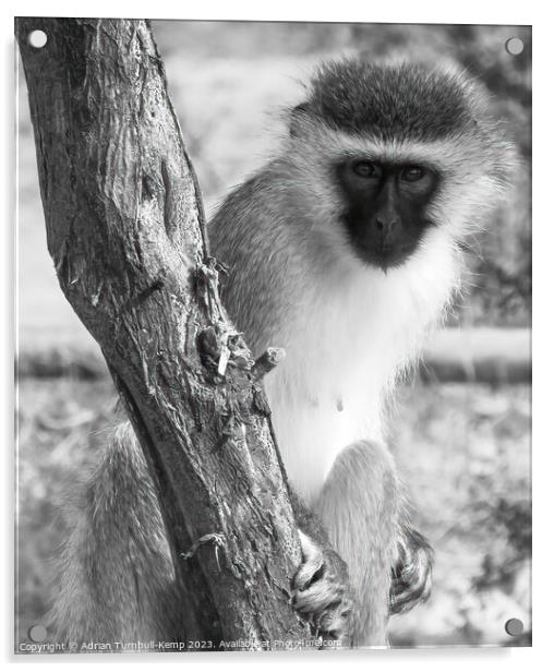 Inquisitive vervet monkey Acrylic by Adrian Turnbull-Kemp