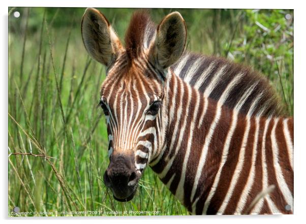 Young Plains zebra foal. Acrylic by Adrian Turnbull-Kemp