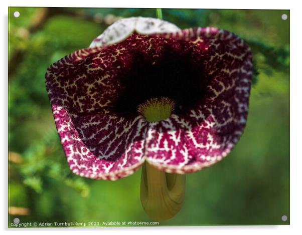 Calico flower Acrylic by Adrian Turnbull-Kemp