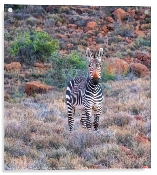 Portrait of Cape Mountain zebra Acrylic by Adrian Turnbull-Kemp