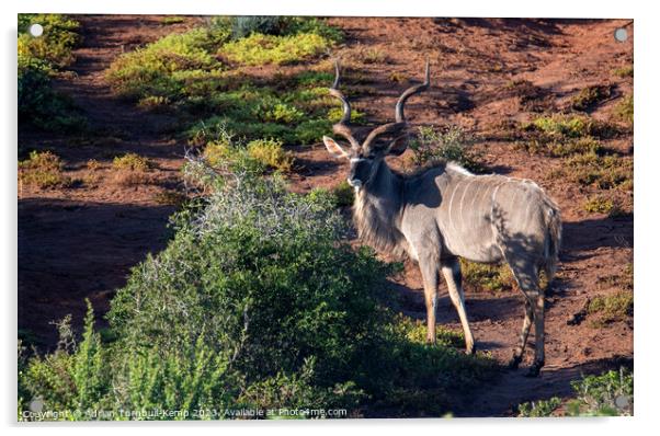 Greater Kudu Bull Acrylic by Adrian Turnbull-Kemp