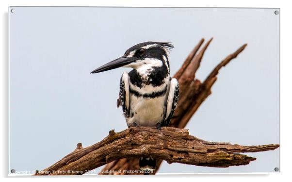 Vigilant pied kingfisher Acrylic by Adrian Turnbull-Kemp