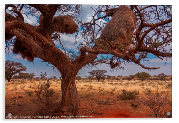 Sociable weaver metropolis in a camel tree Acrylic by Adrian Turnbull-Kemp