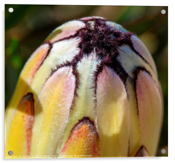 Cream cylindrical flowerhead of a narrow-leaved sugarbush (Protea neriifolia) Acrylic by Adrian Turnbull-Kemp