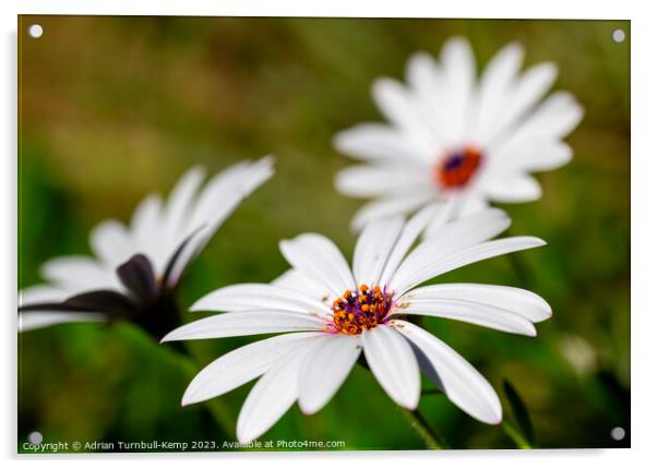 Windswept marguerite daisy (Ursinia anthemoides) Acrylic by Adrian Turnbull-Kemp