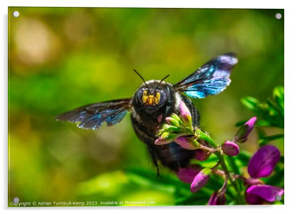 Foraging female carpenter bee (Xylocopa caffra) Acrylic by Adrian Turnbull-Kemp
