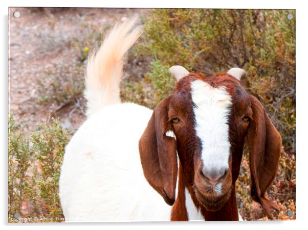 Inquisitive Boer goat Acrylic by Adrian Turnbull-Kemp