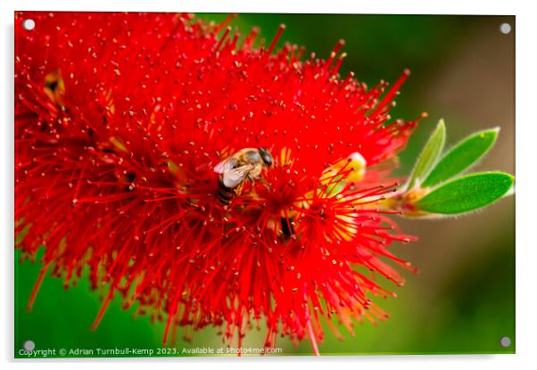 Busy bee. Acrylic by Adrian Turnbull-Kemp