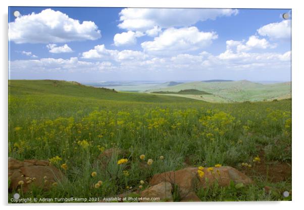 Wildflower meadow, Suikerbosrand Nature Reserve, Gauteng, South Africa. Acrylic by Adrian Turnbull-Kemp