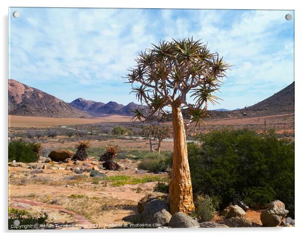 Lone tree aloe (Aloidendron dichotomum), Goegap Nature Reserve, Springbok, South Africa Acrylic by Adrian Turnbull-Kemp
