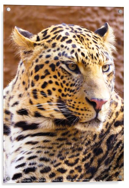 Irritable leopard (Panthera pardus), Hartbeespoort, Gauteng, South Africa Acrylic by Adrian Turnbull-Kemp