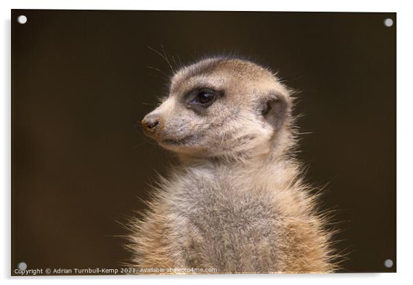 Meerkat sentinel #1, Hartbeespoort, North West, South Africa Acrylic by Adrian Turnbull-Kemp
