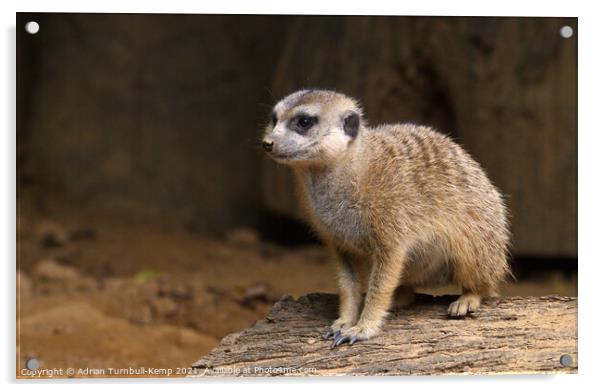 Vigilant meerkat (Suricata suricatta) , Hartbeespoort, North West, South Africa, Acrylic by Adrian Turnbull-Kemp