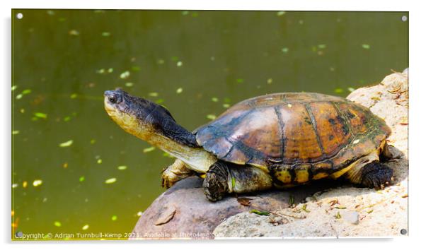 Imperious West African mud turtle, Hartbeespoort, North West, South Africa Acrylic by Adrian Turnbull-Kemp