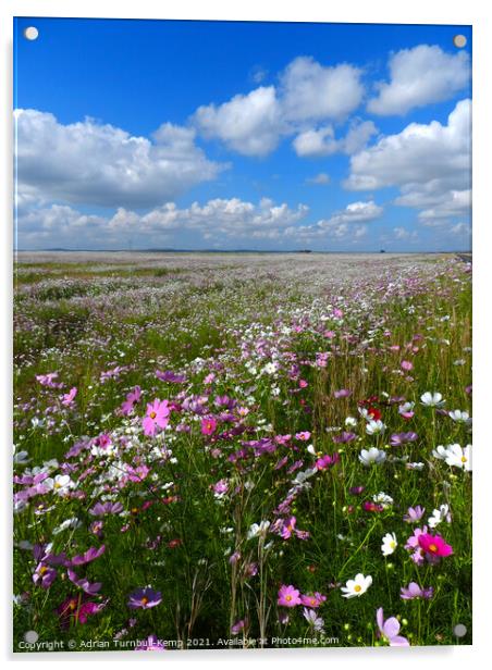 Cosmos under blue sky, North West, South Africa					 Acrylic by Adrian Turnbull-Kemp