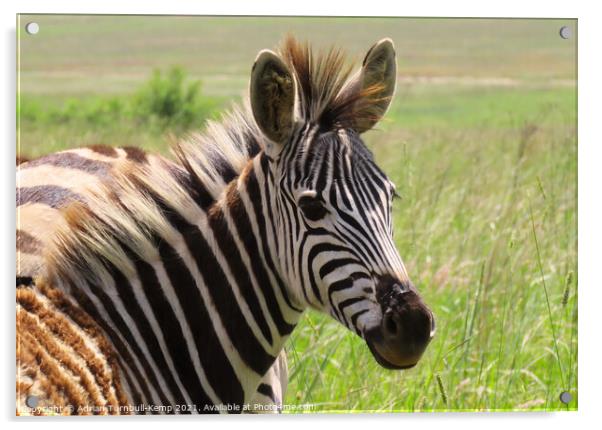 A zebra foal, Reitvlei Nature Reserve, Gauteng Acrylic by Adrian Turnbull-Kemp