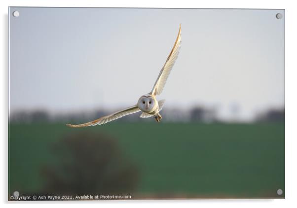 Barn owl flying over Harty fileds. Acrylic by Ash Payne