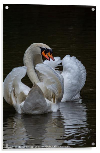 Swans mating Acrylic by steven bostock