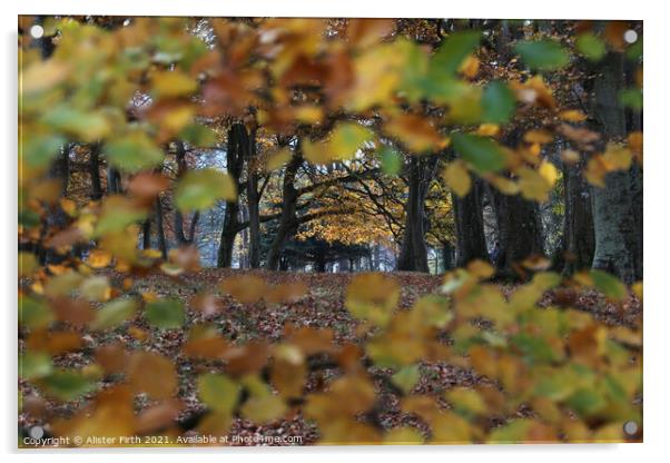 Through the leaves, Autumn Walk Acrylic by Alister Firth Photography