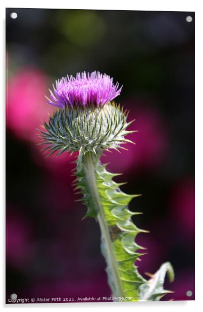 Scottish Thistle Acrylic by Alister Firth Photography