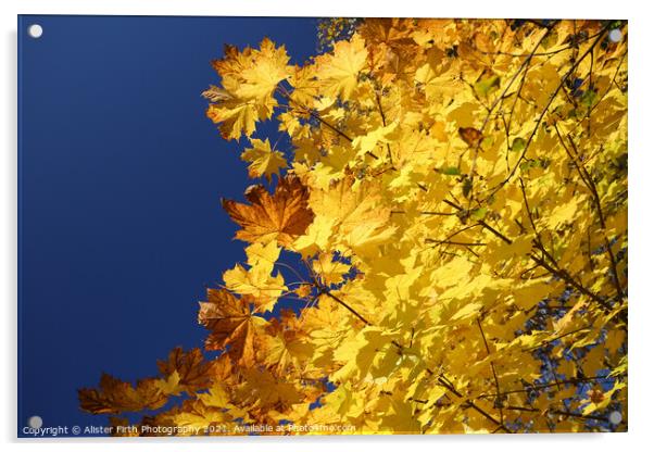 Golden Leaves Acrylic by Alister Firth Photography