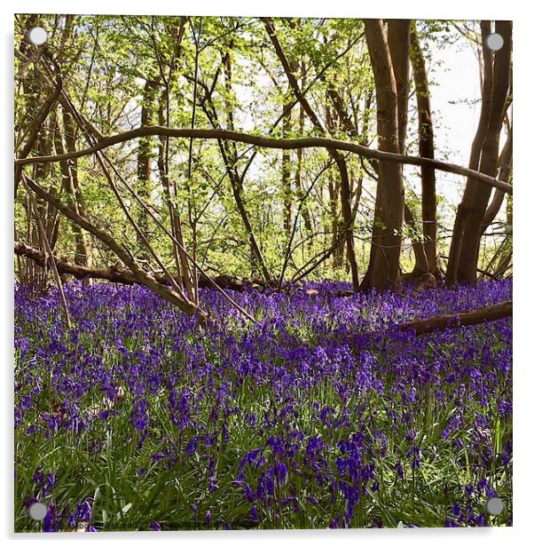 Beautiful bluebells Acrylic by Deborah Welfare