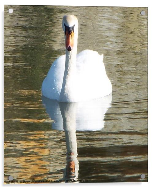 Swan reflection Acrylic by Deborah Welfare