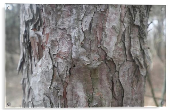 Tree bark close up Acrylic by Sami Mi Ko