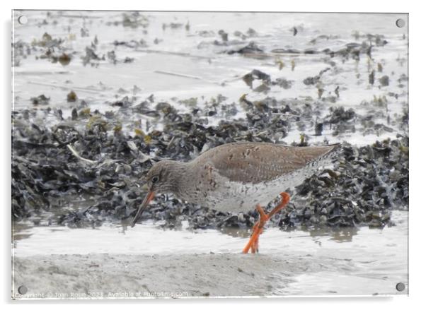 Redshank searching for food at edge of the Thames Acrylic by Joan Rosie