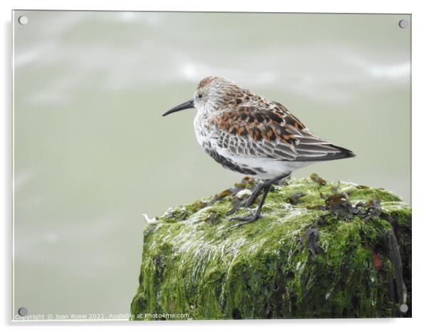 Dunlin standing on top of seaweed-covered post Acrylic by Joan Rosie