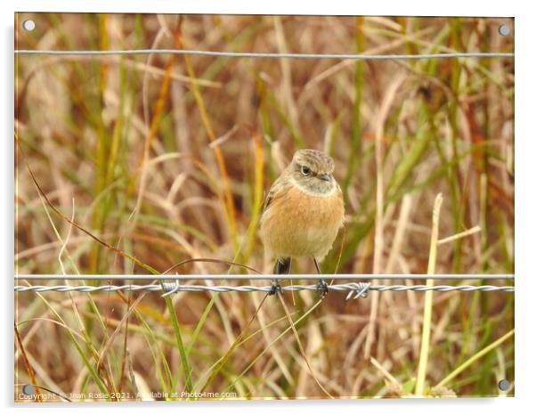 Female Stonechat perching on a wire Acrylic by Joan Rosie