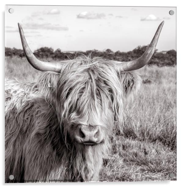 Highland Cow standing in a grassy field Acrylic by Angela Lilley