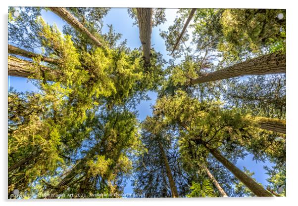 Looking up at trees in Cathedral Grove forest Acrylic by Delphimages Art